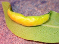 Trioza alacris